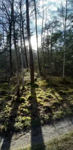 De zon schijnt door de bomen, nabij Bospark De Vliegden
